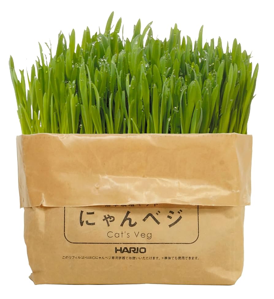 猫草ページ、他の方はご遠慮ください 楽天市場】猫草 INK にゃんベジ ポット 犬猫食べる草 ペットの